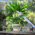 Fountain Palm Tree - Fan Palm - Overall Height 30" to 32" - Large Plant - Houseplant - Tropical Plants of Florida (Plant Only)