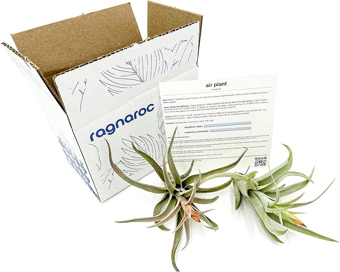 ragnaroc Air Plants - Flowering Tillandsia Harrisii, Large 3-5" - 2ct - Live Arrival Guaranteed - House Plants for Home Decor & Gift