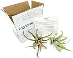 ragnaroc Air Plants - Flowering Tillandsia Harrisii, Large 3-5" - 2ct - Live Arrival Guaranteed - House Plants for Home Decor & Gift