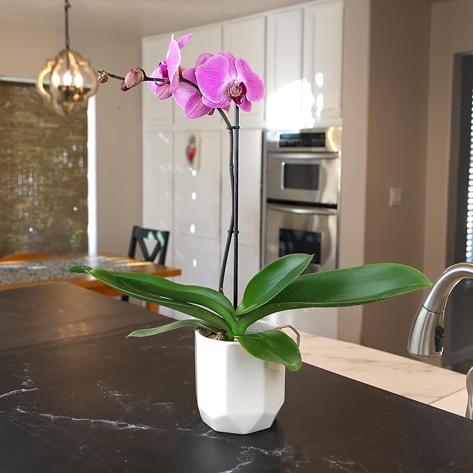 Purple Phalaenopsis Live Orchid Plant Lover Gift & White Orchid Pot, 20-24" Tall, Live Plant Gift, Fresh Orchids Plants Live House Plants, Live Plants Indoor Plants Live Houseplants by Plants for Pets