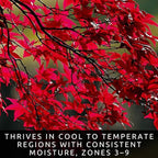 50+ Red Maple Seeds for Planting Outdoors - Heirloom Maple Tree Seeds (Acer rubrum)