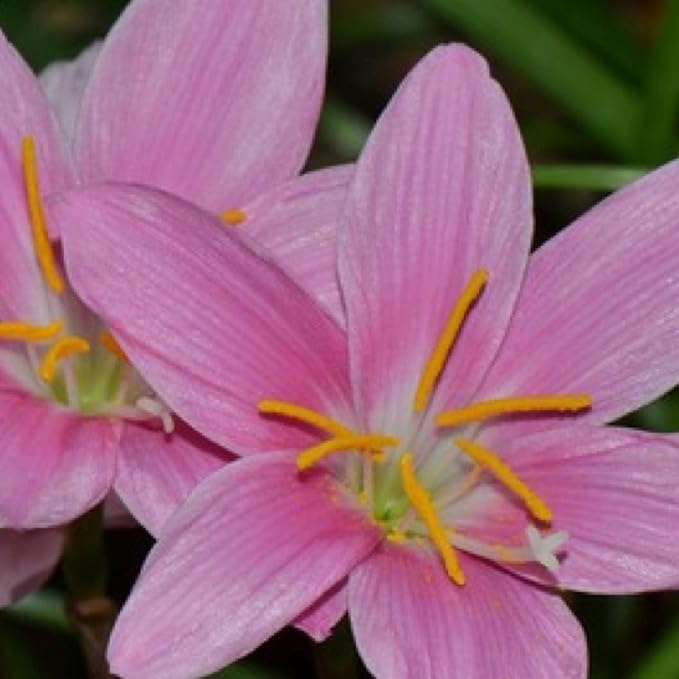 Pink Rain Lily, a Great Live Pond Plant for Your Water Garden. Filters The koi and Goldfish Pond. Good for Bogs, Plant Shelf or Shallow Water This marginal Aquatic is a Real Beauty