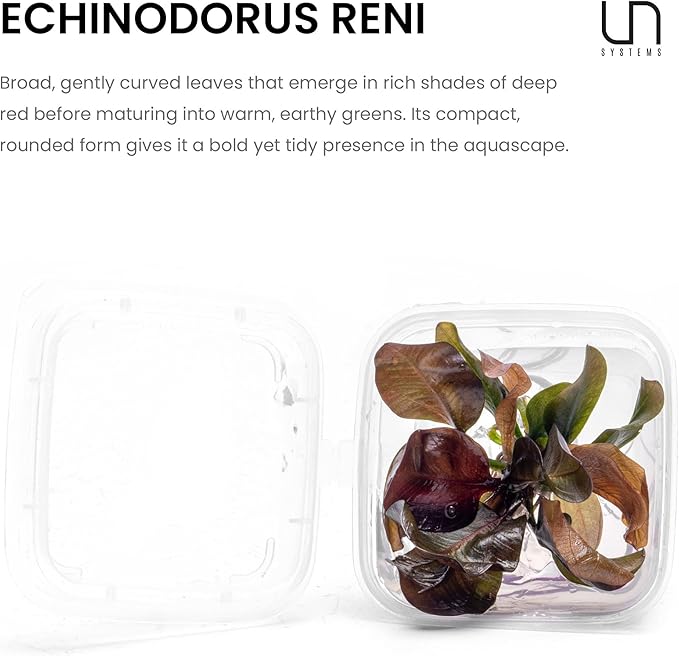 Ultum Nature Systems Live Tissue Culture - Echinodorus 'Reni' (Echinodorus reni) - Easy - Medium to High Light - Red and Green Accent - Midground - 100% Snail Free Grown in-Vitro - Small Cup