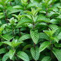 Mojito Mint Live Plants (5-9") - Pack of 3 (Three)- Authentic Mentha x villosa - True Cuban Cocktail Herb - Fast Growing Indoor/Outdoor Container Garden