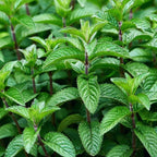 Mojito Mint Live Plants (5-9") - Pack of 3 (Three)- Authentic Mentha x villosa - True Cuban Cocktail Herb - Fast Growing Indoor/Outdoor Container Garden