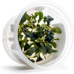 SubstrateSource Live Plants – Bucephalandra 'Pygmy' (Bucephalandra sp. 'Pygmy') – Low to Moderate Light, Deep Green Iridescent Color, Foreground to Midground, Rhizome – Tissue Culture, 1 Pack