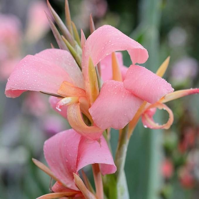 Chalily Canna 'Pink Erebus', a Great Live Pond Plant for Your Water Garden. Filters koi and Goldfish Ponds. Good for Bogs, Plant Shelf or Shallow Water This marginal Aquatic is a Real Beauty