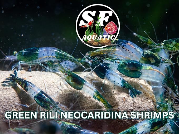 SF Aquatic™ 20 Green Rili High Grade Neocaridina Live Freshwater Aquarium Shrimps Fully Mature Breeding Age. Live Arrival Guarantee.