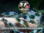 SF Aquatic™ 20 Green Rili High Grade Neocaridina Live Freshwater Aquarium Shrimps Fully Mature Breeding Age. Live Arrival Guarantee.