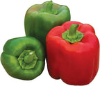 Burpee Sweet Candy Apple Hybrid Bell Pepper Seeds – Sweet Red Pepper Seeds for Home Garden Growing