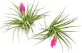 Air Plants - Flowering Tillandsia Stricta Large 5" - 2ct - Live Arrival Guaranteed - House Plants for Home Decor & Gift