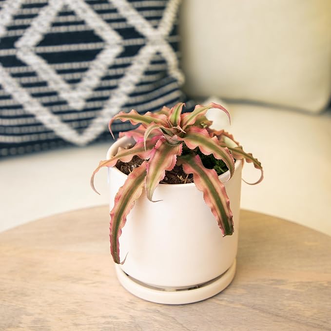 Plants for Pets Red Earth Star Cryptanthus in 3.5 Inch Grower Pot, Pet Friendly Plants, Air Purifying Plants Indoor Houseplants, Live Bromeliad, Easy Plant Gift, Dog & Cat Safe Houseplant