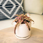 Plants for Pets Red Earth Star Cryptanthus in 3.5 Inch Grower Pot, Pet Friendly Plants, Air Purifying Plants Indoor Houseplants, Live Bromeliad, Easy Plant Gift, Dog & Cat Safe Houseplant