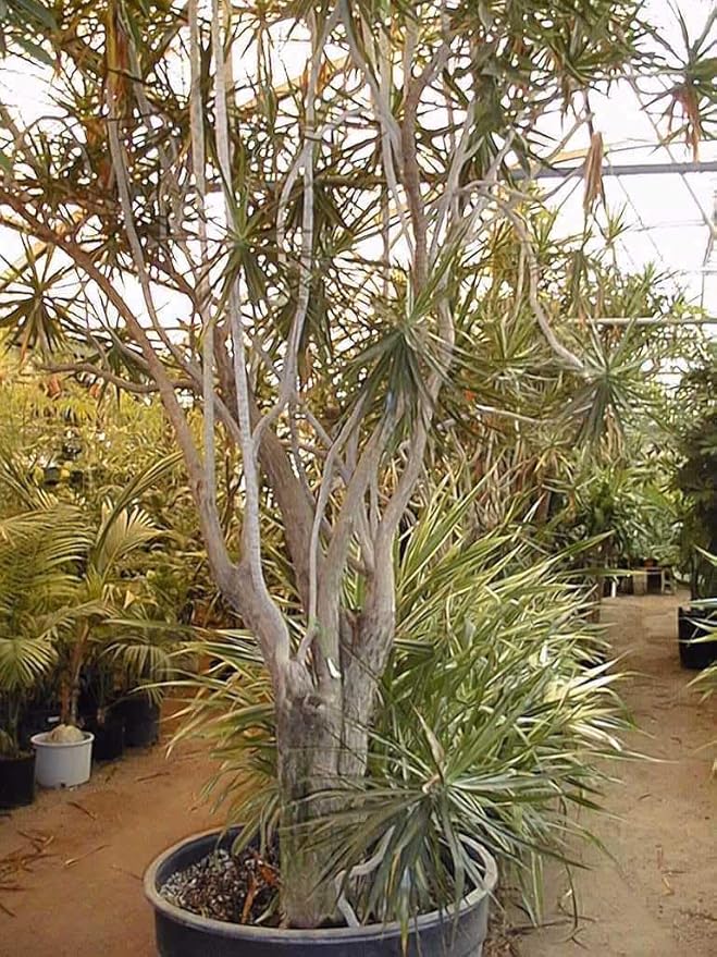 RedCrocus Dragon Tree Dracaena marginata Bush- Indoor & Outdoor Decor, Pet Safe, Easy Care, Elegant Evergreen with Sword-Shaped Leaves, Well-Draining Soil Friendly 10" Pot