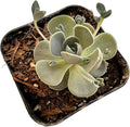 Live Cactus and Succulent Plants (2" Pot Orostachys Boehmeri Chinese Dunce Cap)