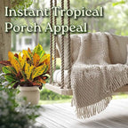 Croton Petra Plant - Tropical Foliage Plant Live - Overall Height 20" to 24" - Tropical Plants of Florida
