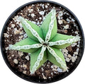 Sprout N Green Mexican Fence Post Cactus | Pachycereus marginatus, 4" to 6" High Live Cacti Plant, Office Home Décor, Keep Away from Pets