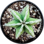 Sprout N Green Mexican Fence Post Cactus | Pachycereus marginatus, 4" to 6" High Live Cacti Plant, Office Home Décor, Keep Away from Pets