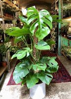 90PCS Fresh Monstera Plant Seeds, Rare Tropical Houseplant Seeds for Indoor & Outdoor Growing | Easy to Grow Exotic Foliage Plant