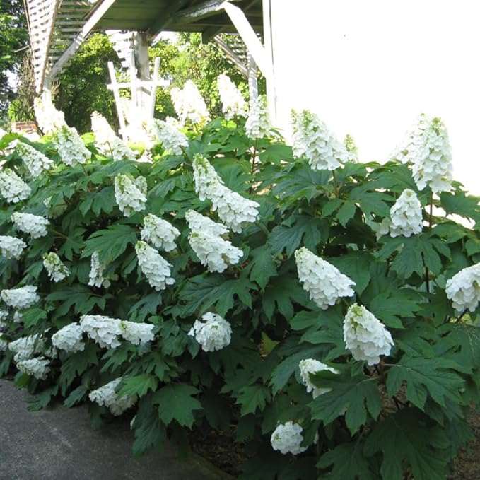 Hydrangea Live Plant, 6-12 Inch Tall, Hardy Flowering Shrub in 2.5" Pot, Outdoor Garden Hydrangea Bush (Oakleaf Hydrangea)
