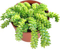 Donkey Tail Live Succulent Plant (4-inch), Burro’s Tail, Fully Rooted Trailing Houseplant for Hanging Baskets, Low Maintenance Home & Office Decor, Ideal Gift for Plant Lovers