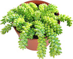 Donkey Tail Live Succulent Plant (4-inch), Burro’s Tail, Fully Rooted Trailing Houseplant for Hanging Baskets, Low Maintenance Home & Office Decor, Ideal Gift for Plant Lovers