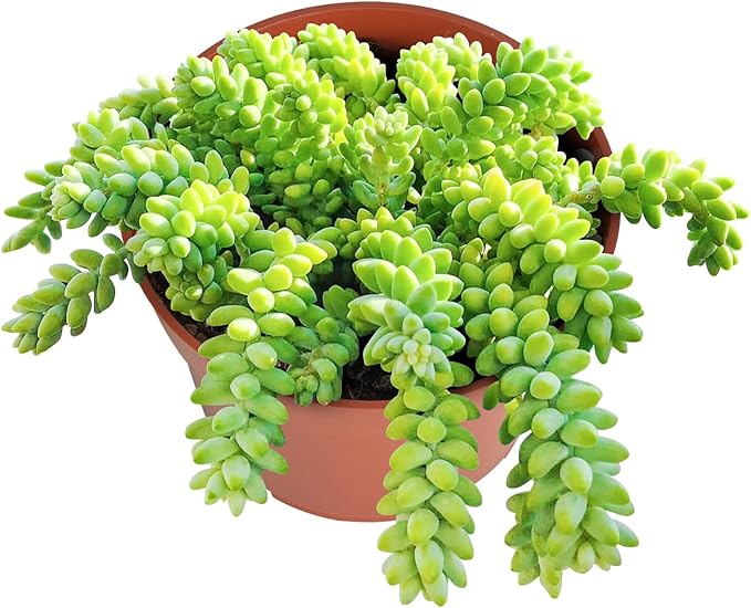 Donkey Tail Live Succulent Plant (4-inch), Burro’s Tail, Fully Rooted Trailing Houseplant for Hanging Baskets, Low Maintenance Home & Office Decor, Ideal Gift for Plant Lovers