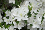 RedCrocus Girard's Pleasant White Azalea- Evergreen Shrub for Borders & Containers, Fragrant Spring Blooms, Deer-Resistant, Pet Safe, Well-Drained Acidic Soil, Compact & Shade Tolerant 3 G