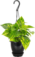 Thorsen's Greenhouse Golden Pothos, Live Indoor Vining Plant, Easy to Grow, Variegated Houseplant, Natural Air Purifier (Black - Hanging, 4-inch Pot)