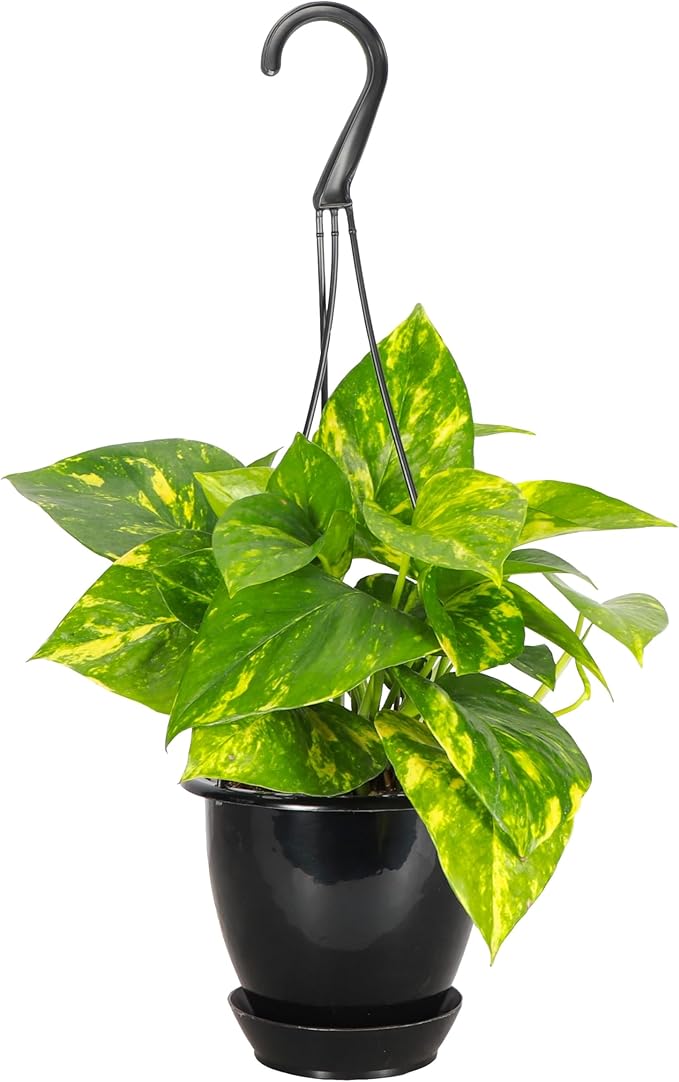 Thorsen's Greenhouse Golden Pothos, Live Indoor Vining Plant, Easy to Grow, Variegated Houseplant, Natural Air Purifier (Black - Hanging, 4-inch Pot)