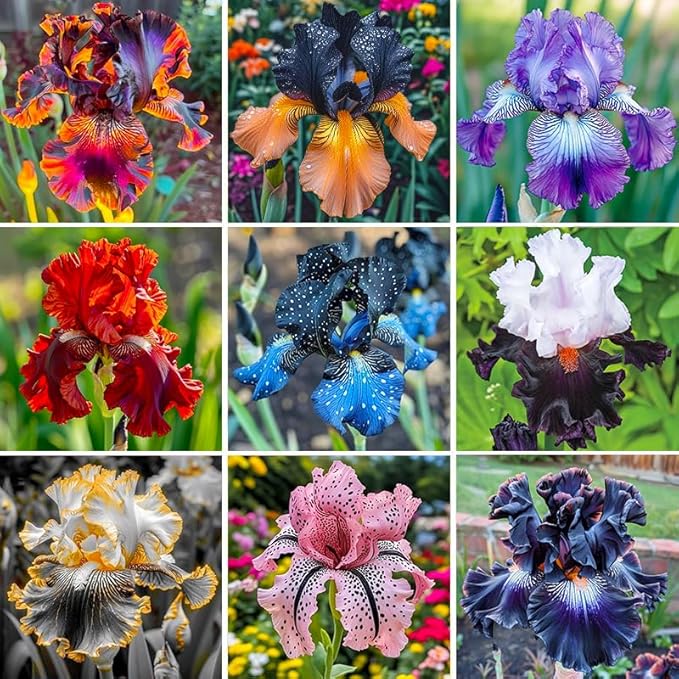 220+ Rare Heirloom Iris Seeds for Planting-Beautiful and Colorful Blooms for Your Garden-Non-GMO Heirloom Plant Seeds