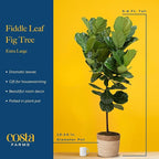 Costa Farms Fiddle Leaf Fig Tree Live Plant in Plastic Pot, Large Indoor Houseplant, Perfect for Home, Room, or Office Decor, Great House Warming or Birthday Gift, 5-6 Feet Tall