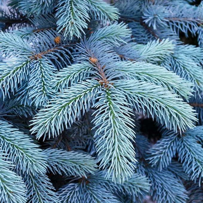 Brighter Blooms - Colorado Blue Spruce Tree, 1-2 ft. - No Shipping to AK, AZ, HI