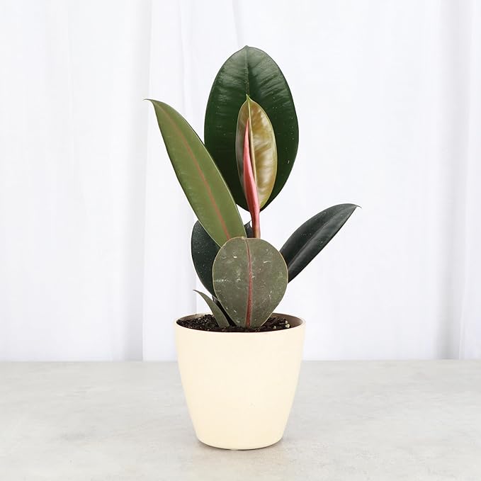 Thorsen's Greenhouse Ficus elastica, Live Indoor Plant, Rare Variety, Natural Air Purifier, Burgundy Rubber Plant, 4-Inch Diameter Pot (Natural)
