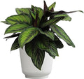 Plants for Pets Calathea Ornata Plant Decor, Pinstripe Plant in 6" White Pot, Cat Safe, Pet Friendly Indoor Plants, Live Plant Gifts for Plant Lovers, Desk Plants & Decorative Plants by Plants for Pet