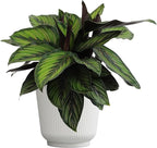 Plants for Pets Calathea Ornata Plant Decor, Pinstripe Plant in 6" White Pot, Cat Safe, Pet Friendly Indoor Plants, Live Plant Gifts for Plant Lovers, Desk Plants & Decorative Plants by Plants for Pet