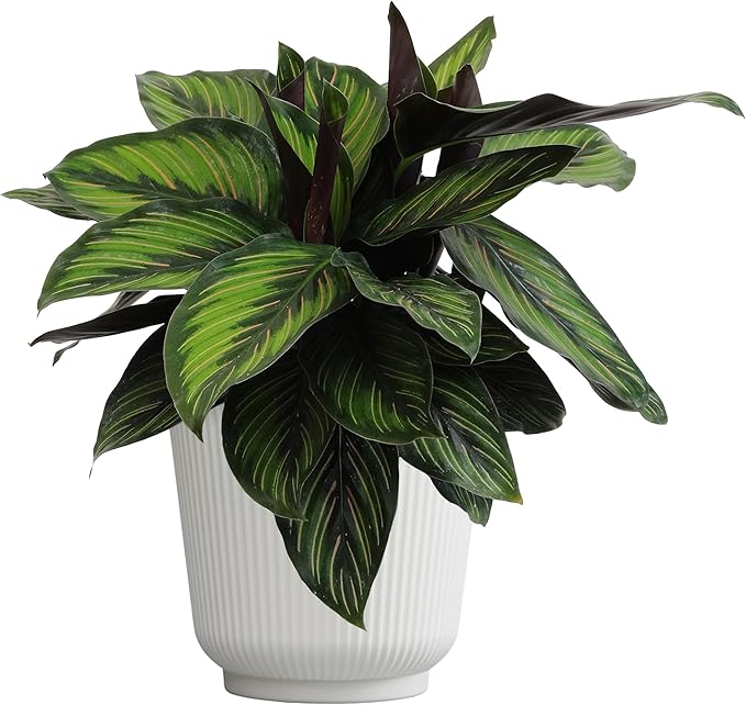Plants for Pets Calathea Ornata Plant Decor, Pinstripe Plant in 6" White Pot, Cat Safe, Pet Friendly Indoor Plants, Live Plant Gifts for Plant Lovers, Desk Plants & Decorative Plants by Plants for Pet