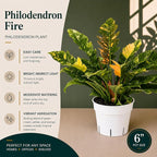 Philodendron Fire Variegated Live Plant, Rare Philodendron Indoor Plant, Tropical House Plant Live, Variegated Indoor Plants Live, Unique Colorful Plant for Home Decor