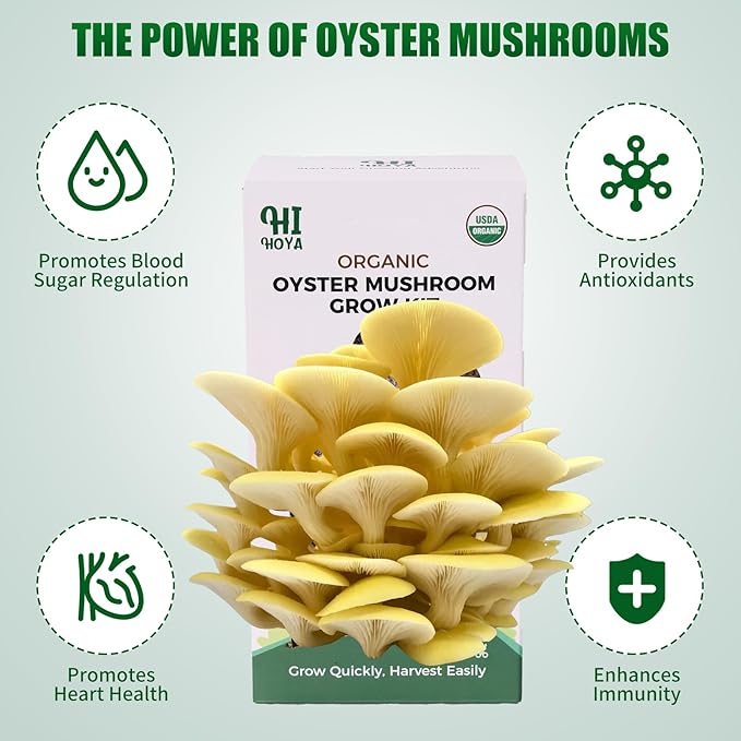 Golden Oyster Mushroom Growing Kit - Organic Edible 4 lbs Mushroom Grow Kit, Grow Your Own Oyster Mushroom at Home, Handmade in USA, Non-GMO, Holiday Gardening Gift