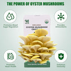 Golden Oyster Mushroom Growing Kit - Organic Edible 4 lbs Mushroom Grow Kit, Grow Your Own Oyster Mushroom at Home, Handmade in USA, Non-GMO, Holiday Gardening Gift
