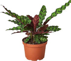 Calathea Lancifolia Rattlesnake Live Plant for Indoor | Different Houseplants in 4'' & 6'' Pot | Real House Plant for Living Room, Office, Desk & Bathroom | Peacock Zebra