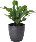Thorsen's Greenhouse Holiday Cactus, Christmas Cactus, Live Indoor Plant, Pet Safe, 4" Diameter Pot, Classic Pot Cover (Brushed Silver)