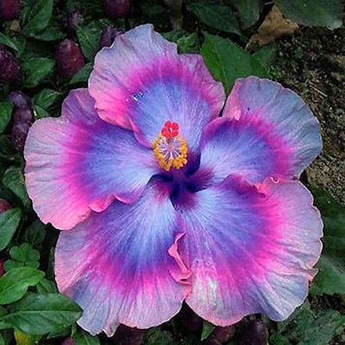 30pcs Mix Colors Giant Hibiscus Seeds - Non-GMO Heirloom Variety - Vibrant Blooms for Your Flourishing Garden