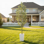 Aveyas 7ft Artificial Olive Tree for Home Decor, 7 Feet Large Faux Plant Fake Skinny Silk Trees with Pot for Indoor Outdoor House Living Room Office (7 ft Tall Including Raised Pot)