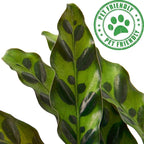Calathea Lancifolia Rattlesnake Live Plant for Indoor | Different Houseplants in 4'' & 6'' Pot | Real House Plant for Living Room, Office, Desk & Bathroom | Peacock Zebra