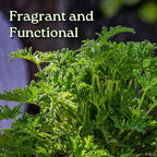 Citronella Plant - Mosquito Plant - Pelargonium Citrosum - Live Outdoor Plants - Overall Height 12" to 16" - 1 Gallon - Tropical Plants of Florida (Plant Only)