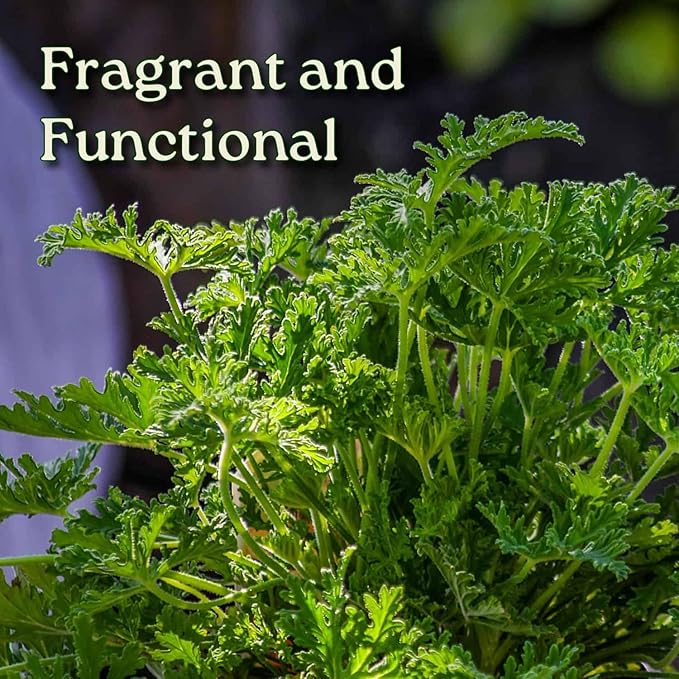 Citronella Plant - Mosquito Plant - Pelargonium Citrosum - Live Outdoor Plants - Overall Height 12" to 16" - 1 Gallon - Tropical Plants of Florida (Plant Only)