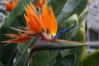 Live Orange Birds of Paradise Plant - ‘Orange Birds of Paradise’ Strelitzia Reginae - ragnaroc Tropical Plant 6-10” Tall - 1ct - Live Arrival Guaranteed - House Plants for Home Decor & Gift