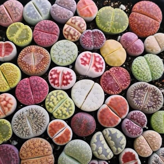 Lithops Seed Mix Freshly Harvest Pack of 50 Seeds Mix