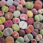 Lithops Seed Mix Freshly Harvest Pack of 50 Seeds Mix